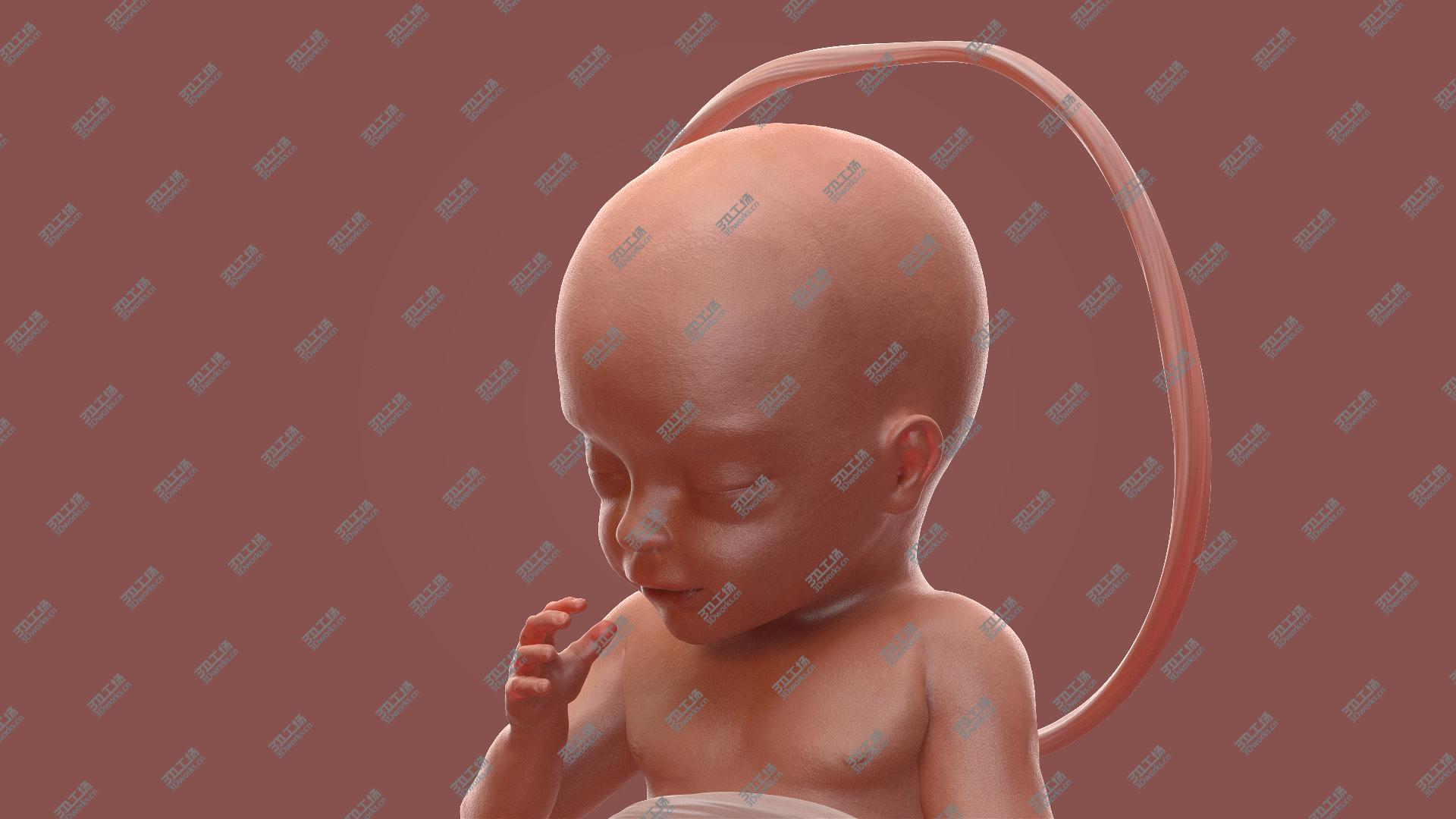 images/goods_img/20210313/3D Human Fetus at 24 Weeks Rigged model/2.jpg